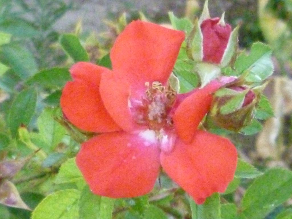 Borgo Buciardella Βίλα Baschi Εξωτερικό φωτογραφία